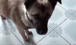 人和狗交配视频,揭秘人狗交配视频背后的真相